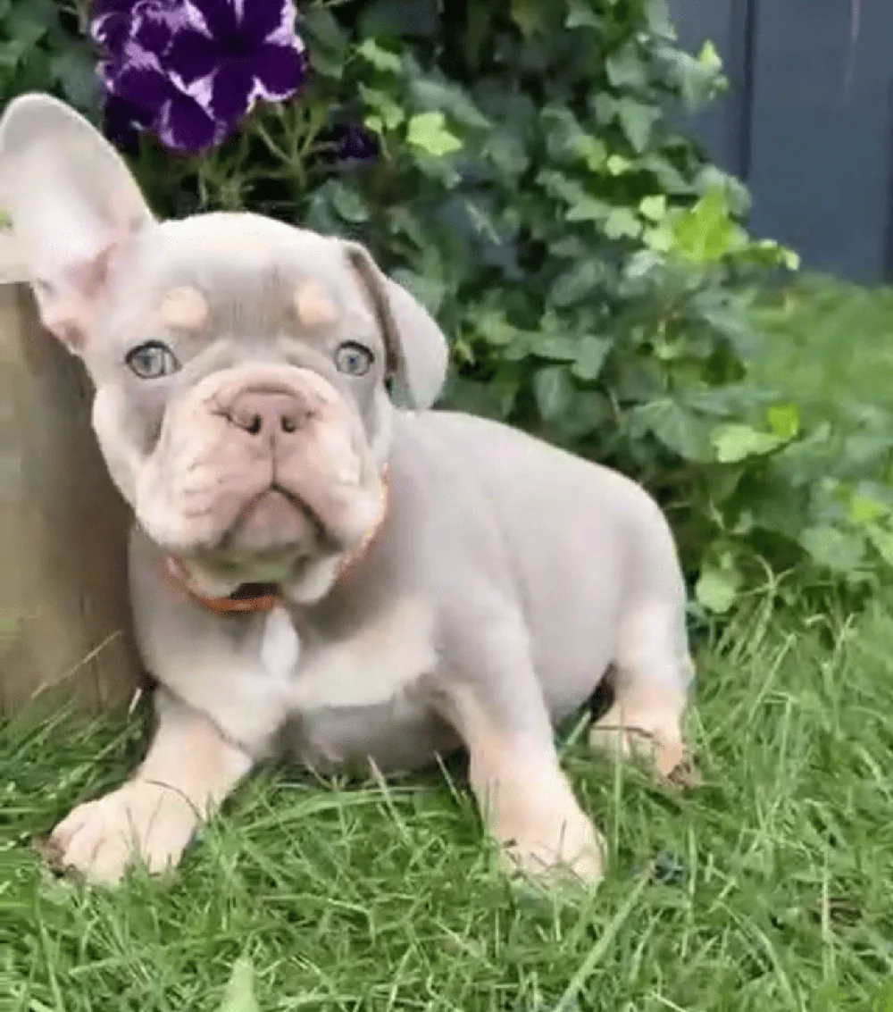 Bürohund Emma, eine Französische Bulldogge, sitzt im Gras.